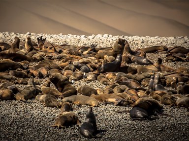 Islas Ballestas, Paracas